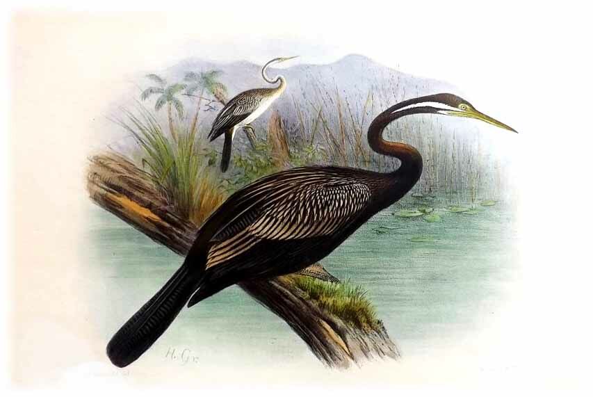 Anhinga d'Australie