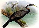 Anhinga d'Australie