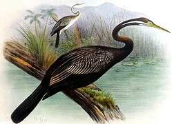 Australasian Darter