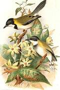 Black-capped Apalis