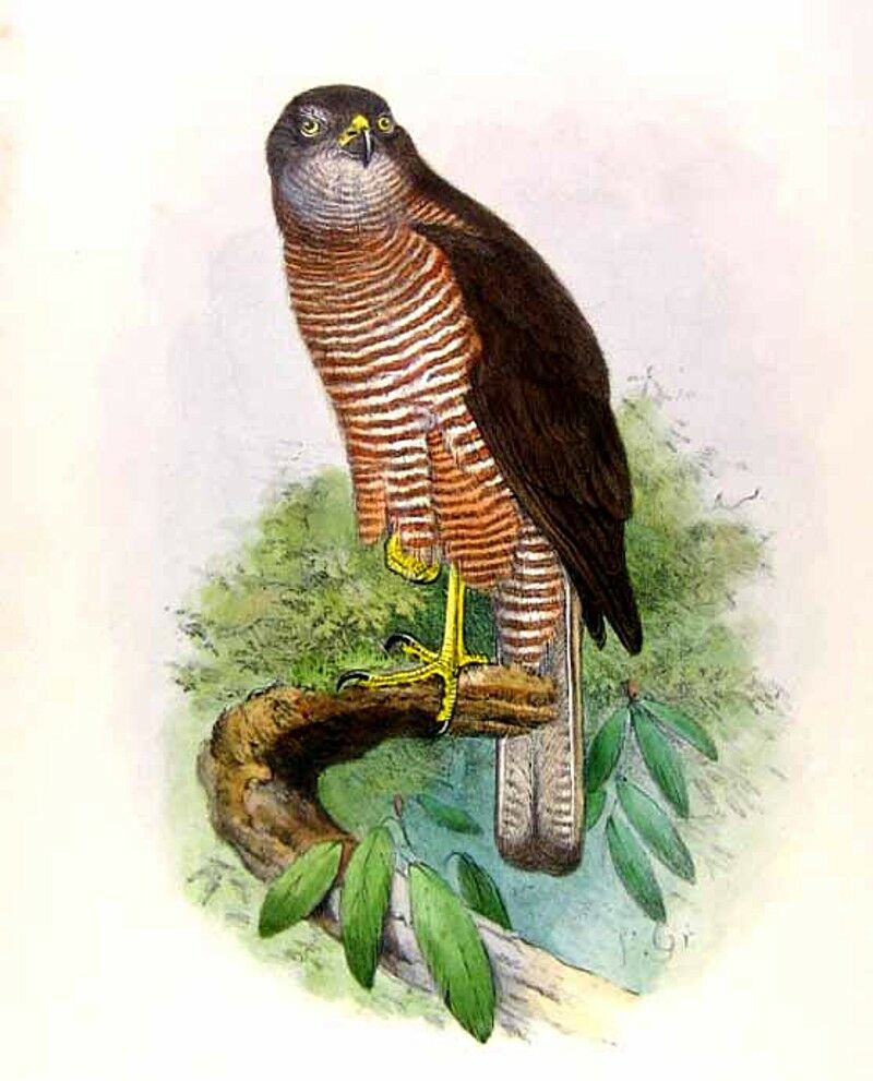 Fiji Goshawk