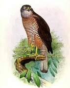 Fiji Goshawk