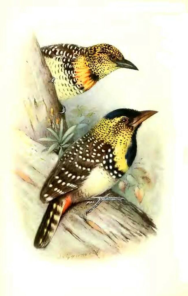 D'Arnaud's Barbet