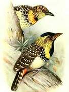 D'Arnaud's Barbet