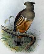 Pacific Baza