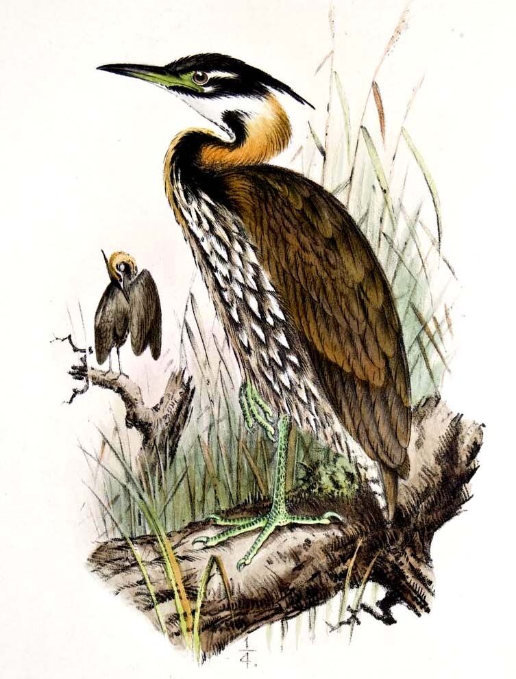 White-eared Night Heron