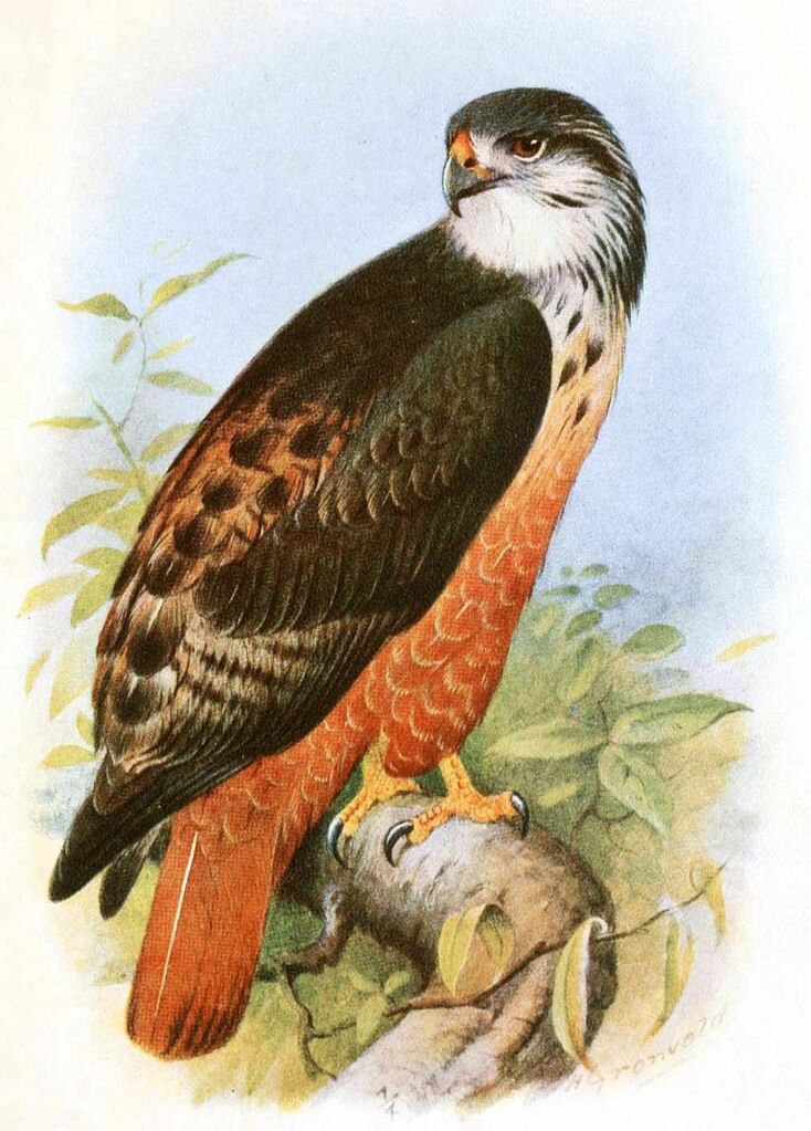 Augur Buzzard (archeri)