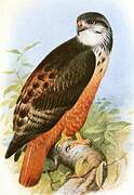 Augur Buzzard (archeri)