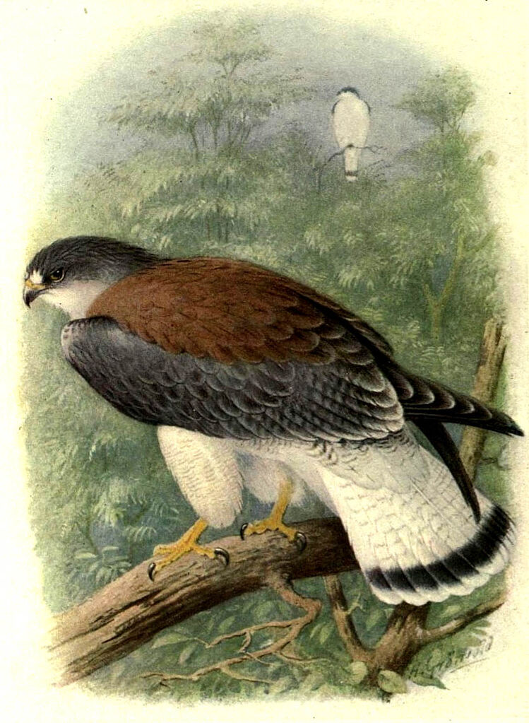 Variable Hawk