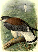 Variable Hawk