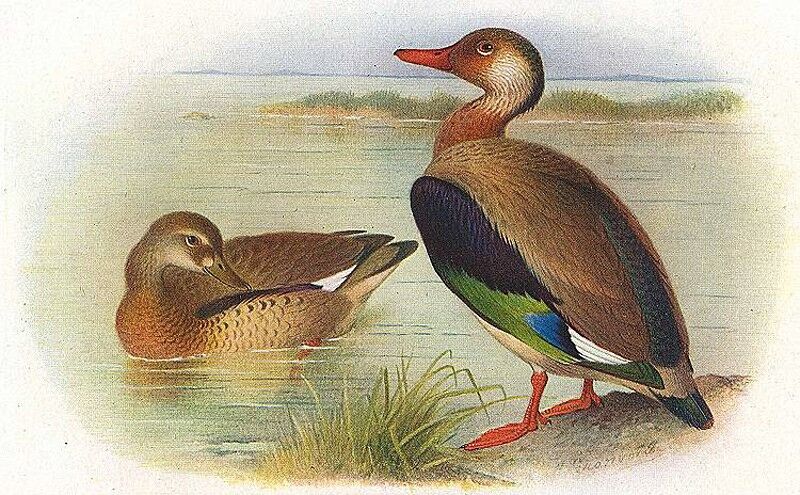 Brazilian Teal