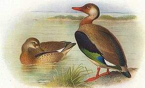 Brazilian Teal