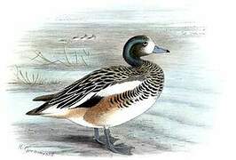 Chiloe Wigeon