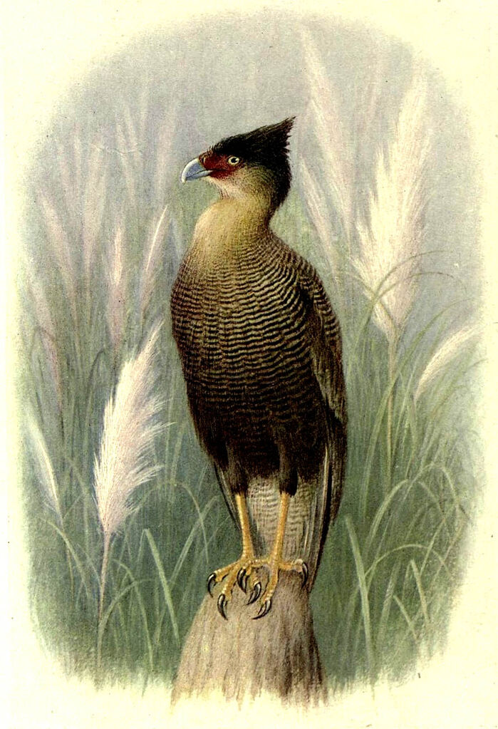 Caracara huppé