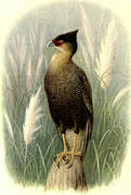 Crested Caracara