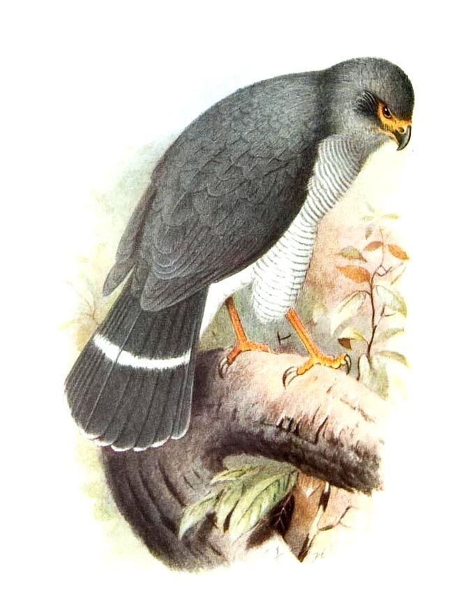 Plumbeous Forest Falcon