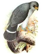 Plumbeous Forest Falcon