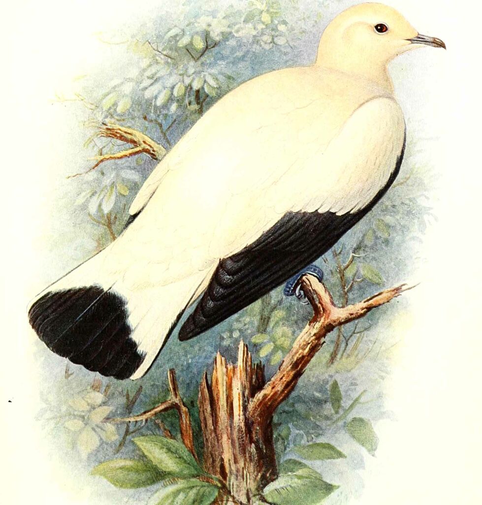 Pied Imperial Pigeon