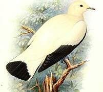 Pied Imperial Pigeon