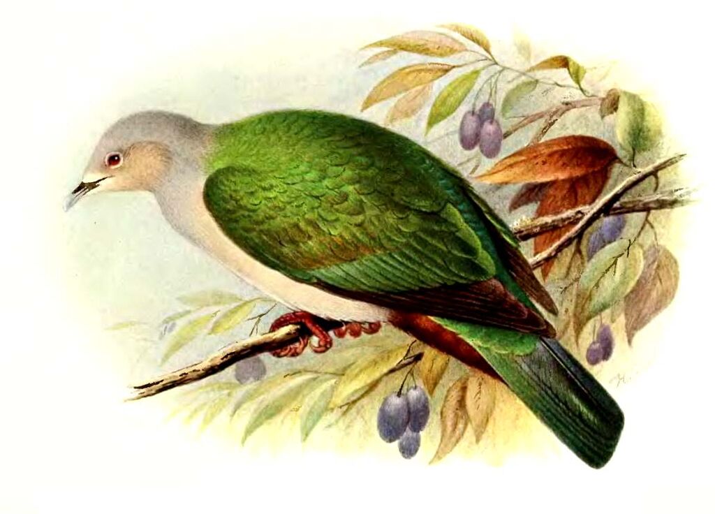 Green Imperial Pigeon