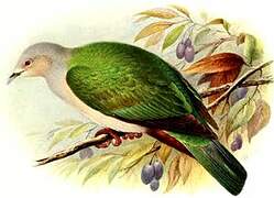 Green Imperial Pigeon