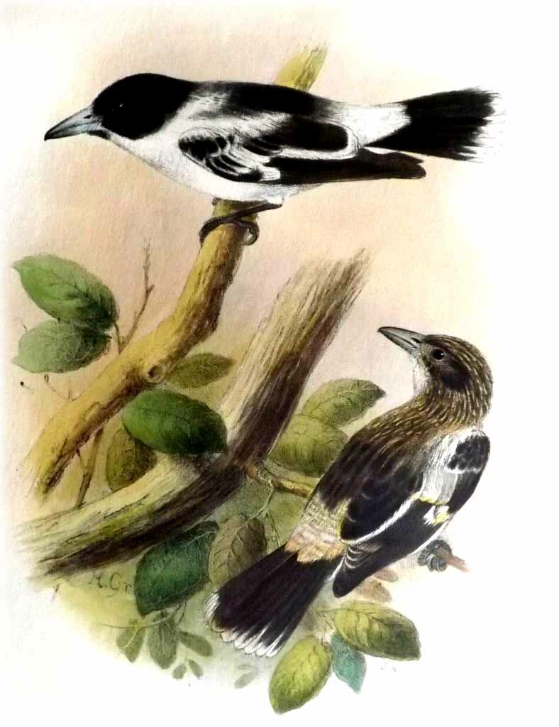 Black-backed Butcherbird