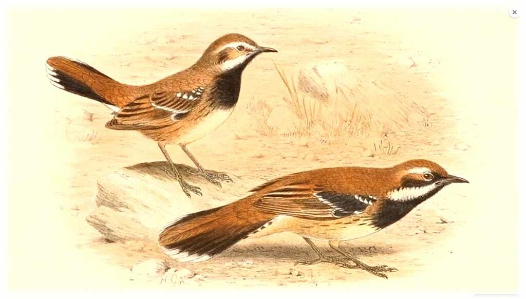 Nullarbor Quail-thrush