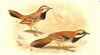 Nullarbor Quail-thrush