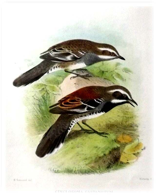 Chestnut Quail-thrush