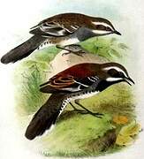 Chestnut Quail-thrush