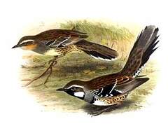 Spotted Quail-thrush