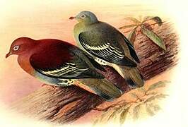 Cinnamon-headed Green Pigeon