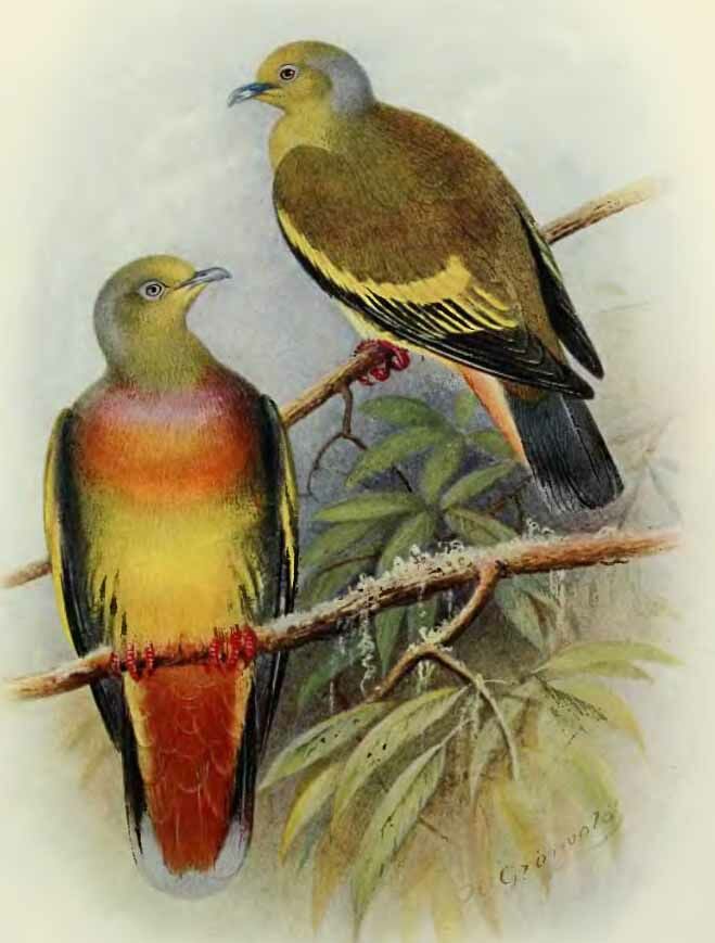 Orange-breasted Green Pigeon