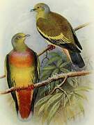 Orange-breasted Green Pigeon