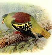 Thick-billed Green Pigeon