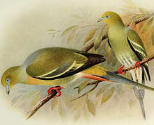 Pin-tailed Green Pigeon