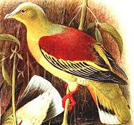 Ashy-headed Green Pigeon