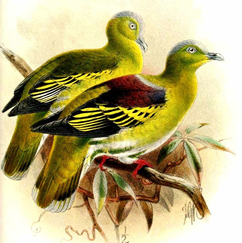 Buru Green Pigeon