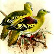 Buru Green Pigeon