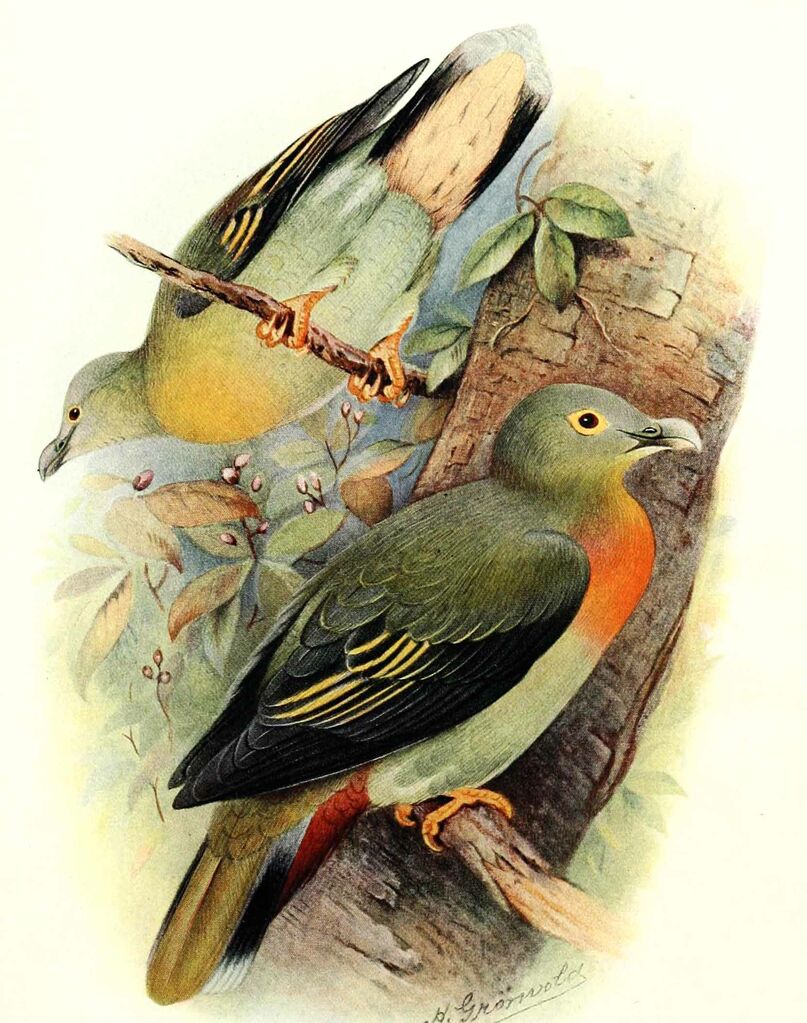 Large Green Pigeon