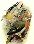 Large Green Pigeon