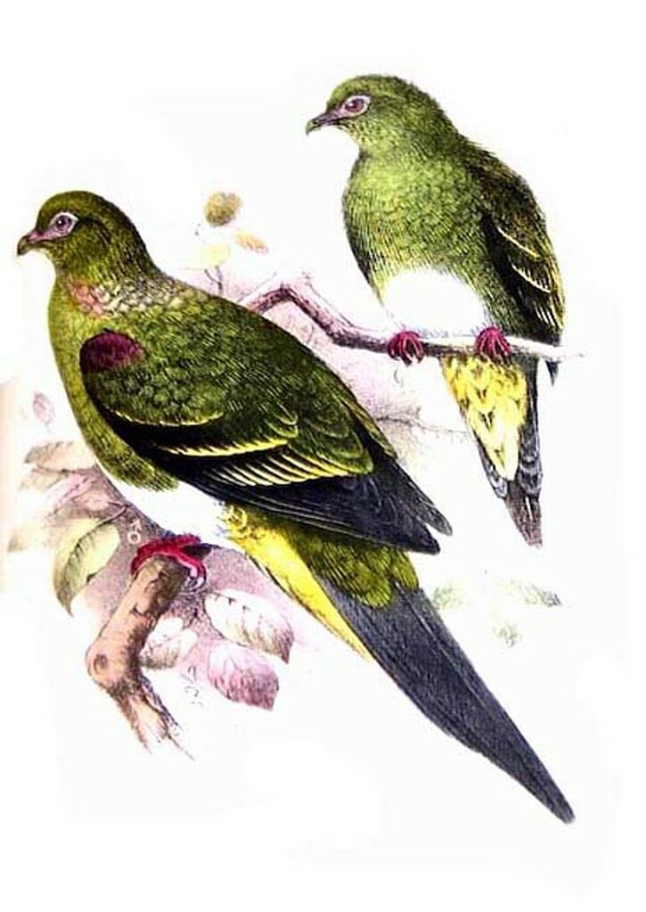 Yellow-vented Green Pigeon