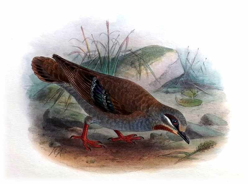 Brush Bronzewing