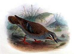 Brush Bronzewing