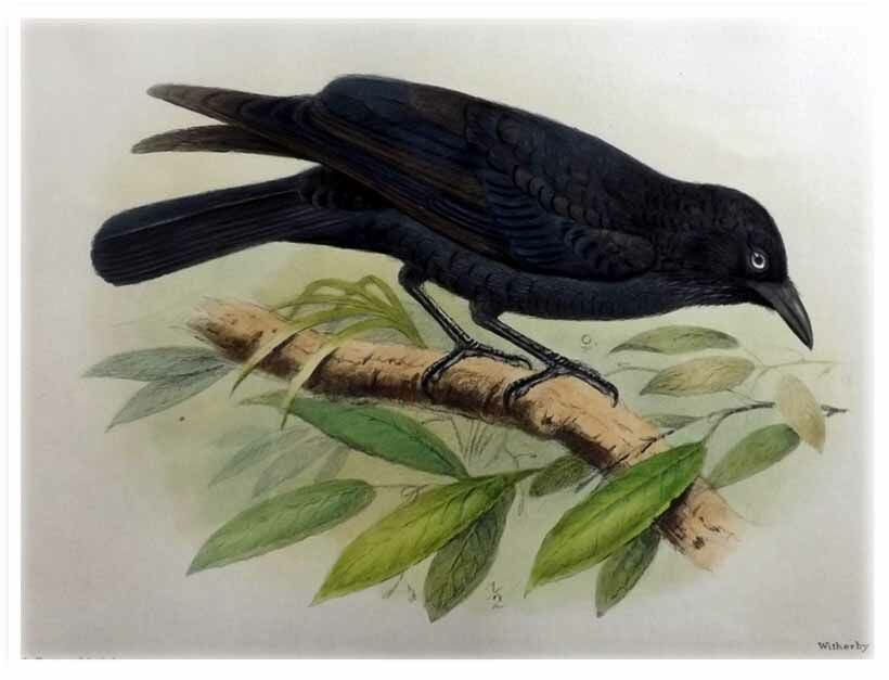 Corbeau du désert