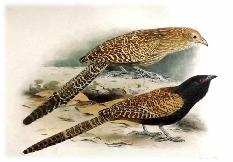 Pheasant Coucal