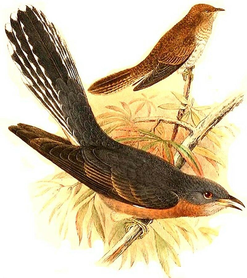 Fan-tailed Cuckoo