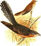 Fan-tailed Cuckoo