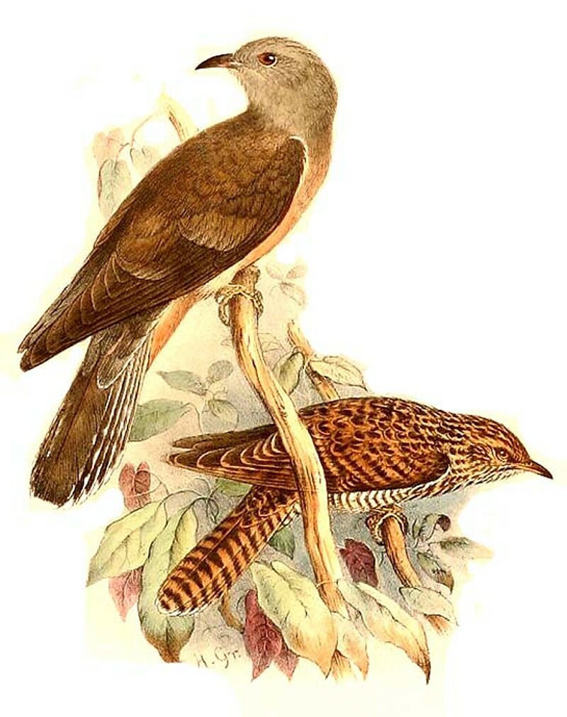 Fan-tailed Cuckoo