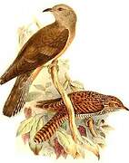 Fan-tailed Cuckoo